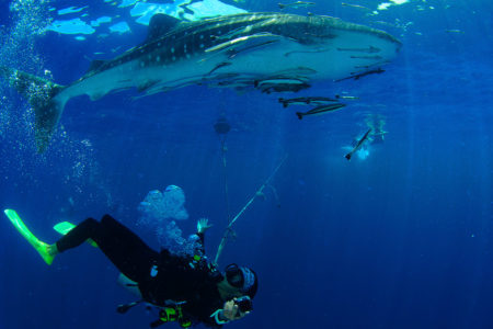 Photo Scuba Diving